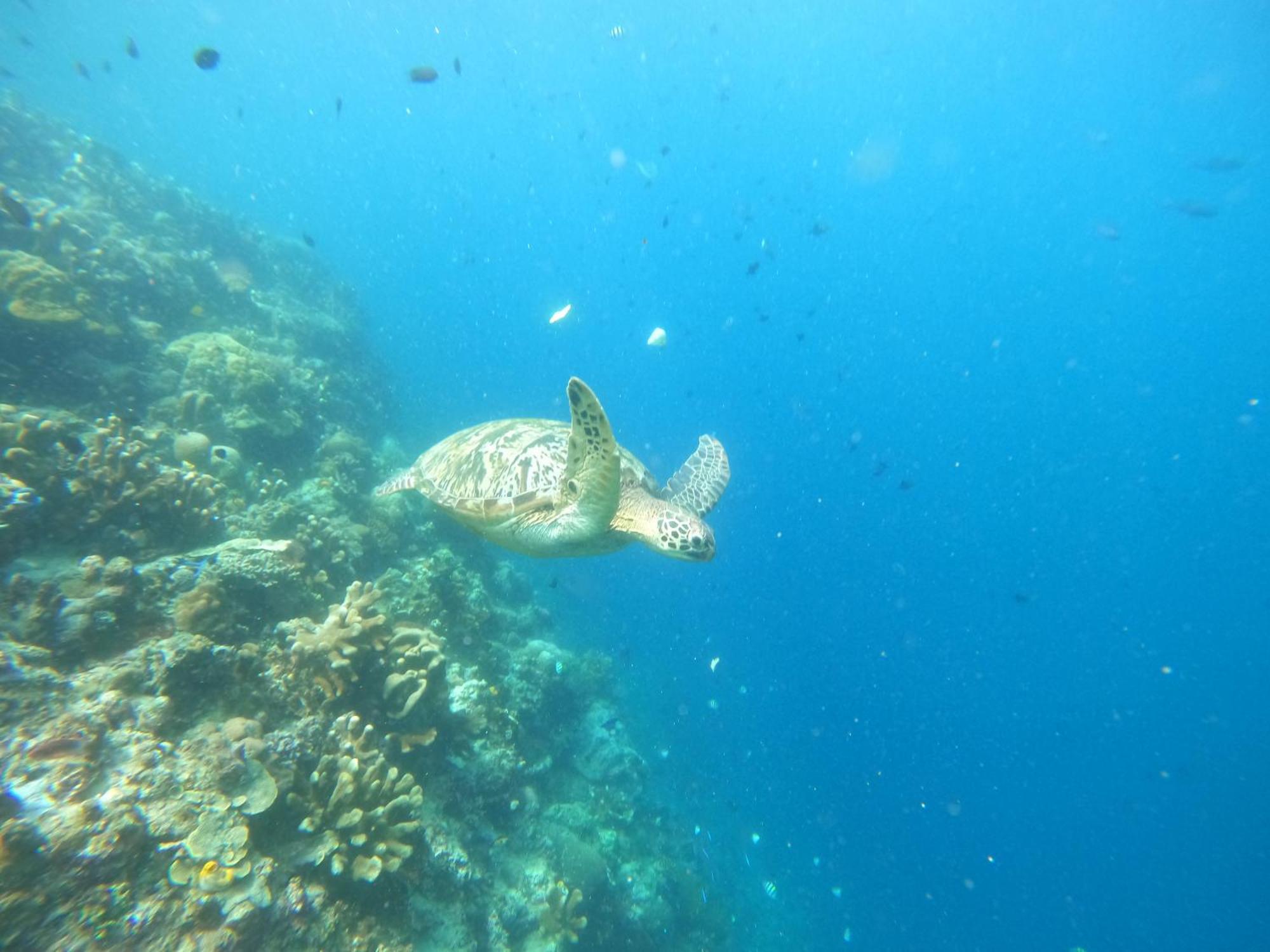 4 Sisters Divers Bunaken Dış mekan fotoğraf