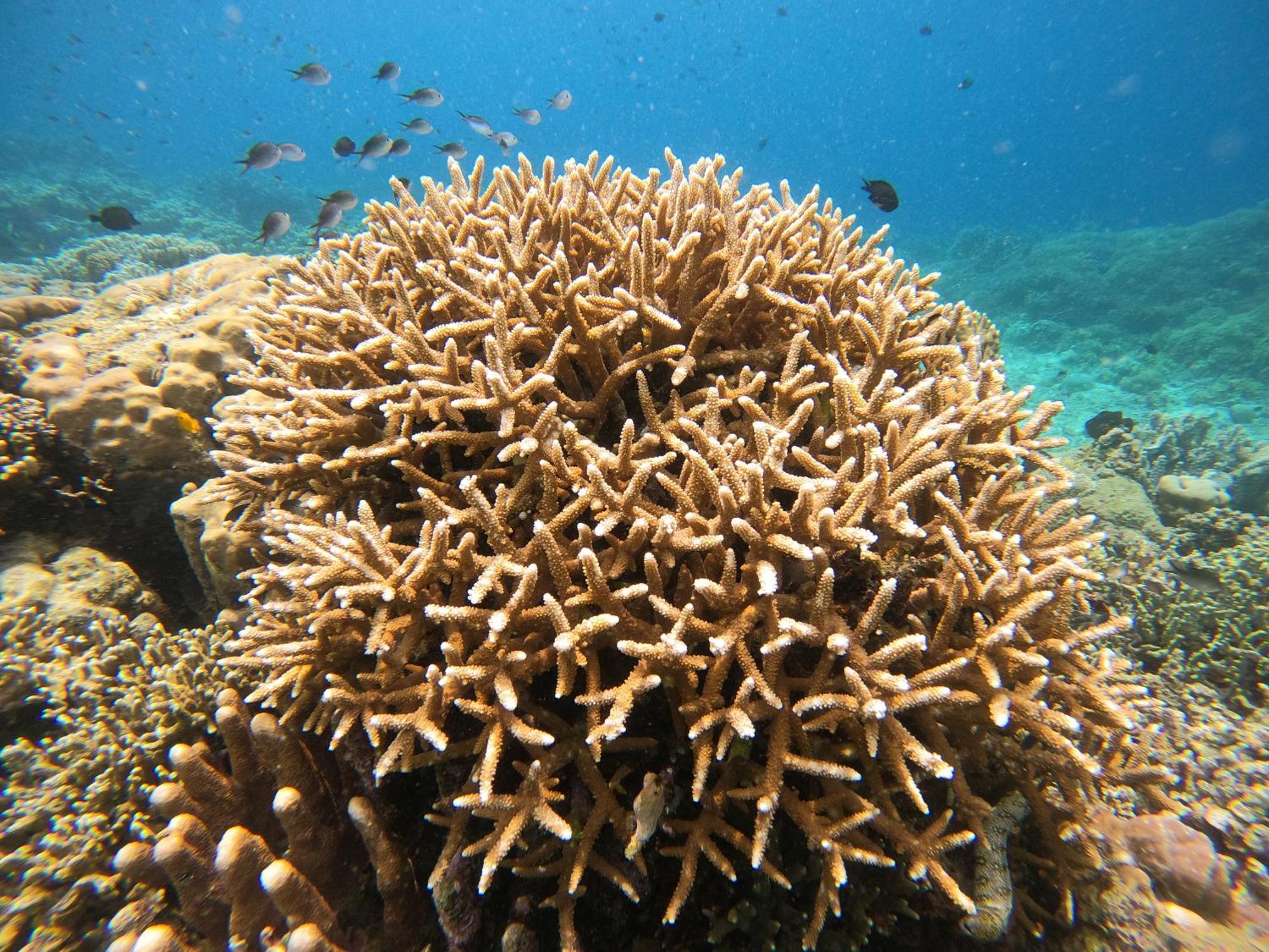 4 Sisters Divers Bunaken Dış mekan fotoğraf