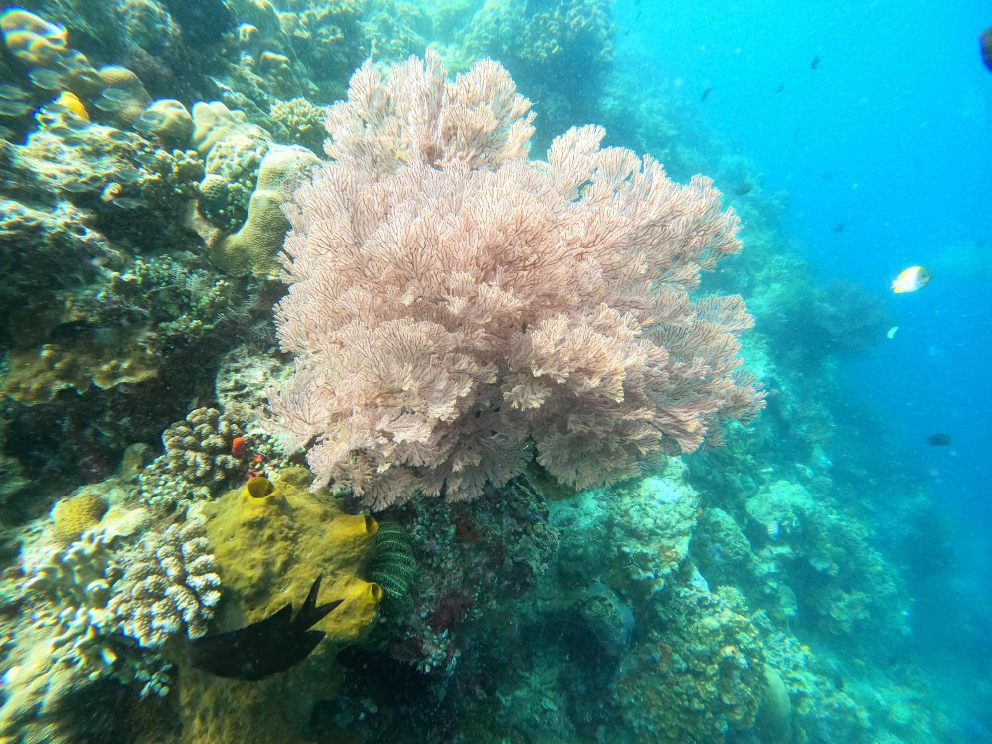 4 Sisters Divers Bunaken Dış mekan fotoğraf