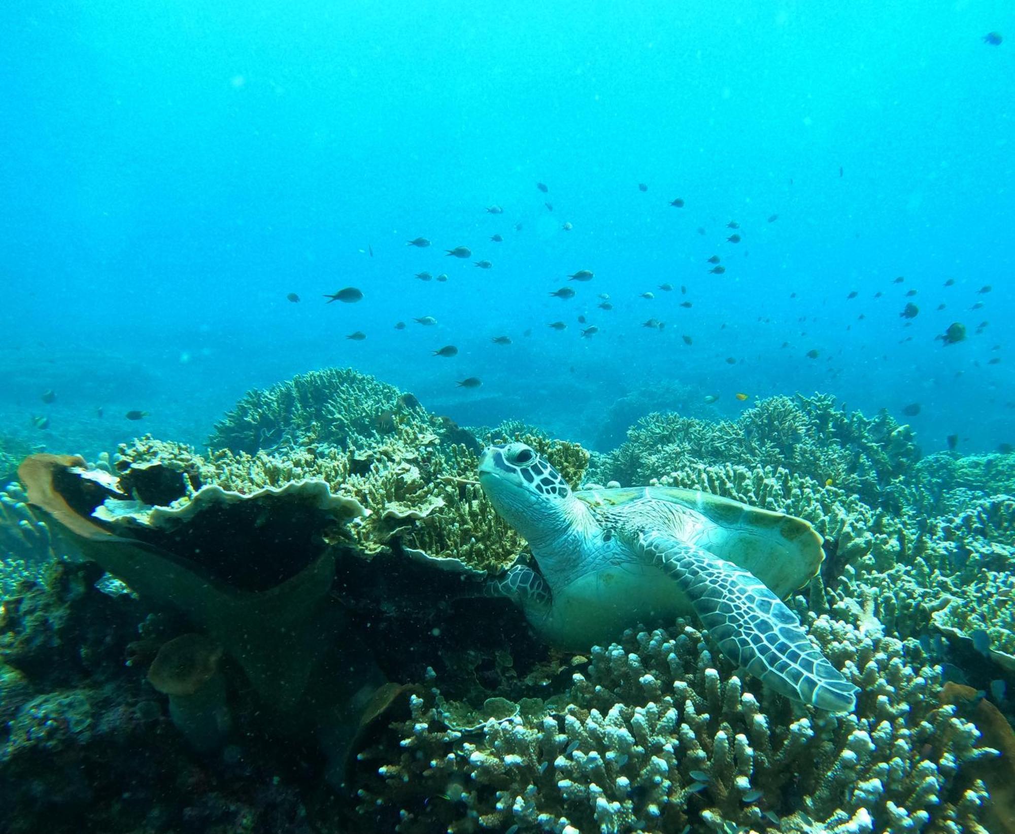 4 Sisters Divers Bunaken Dış mekan fotoğraf