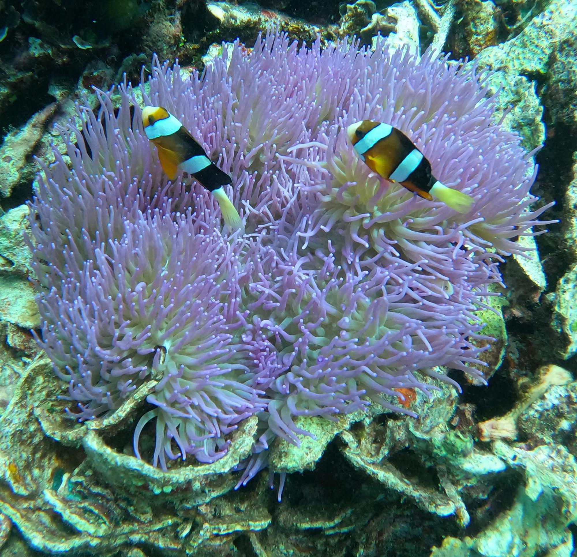 4 Sisters Divers Bunaken Dış mekan fotoğraf