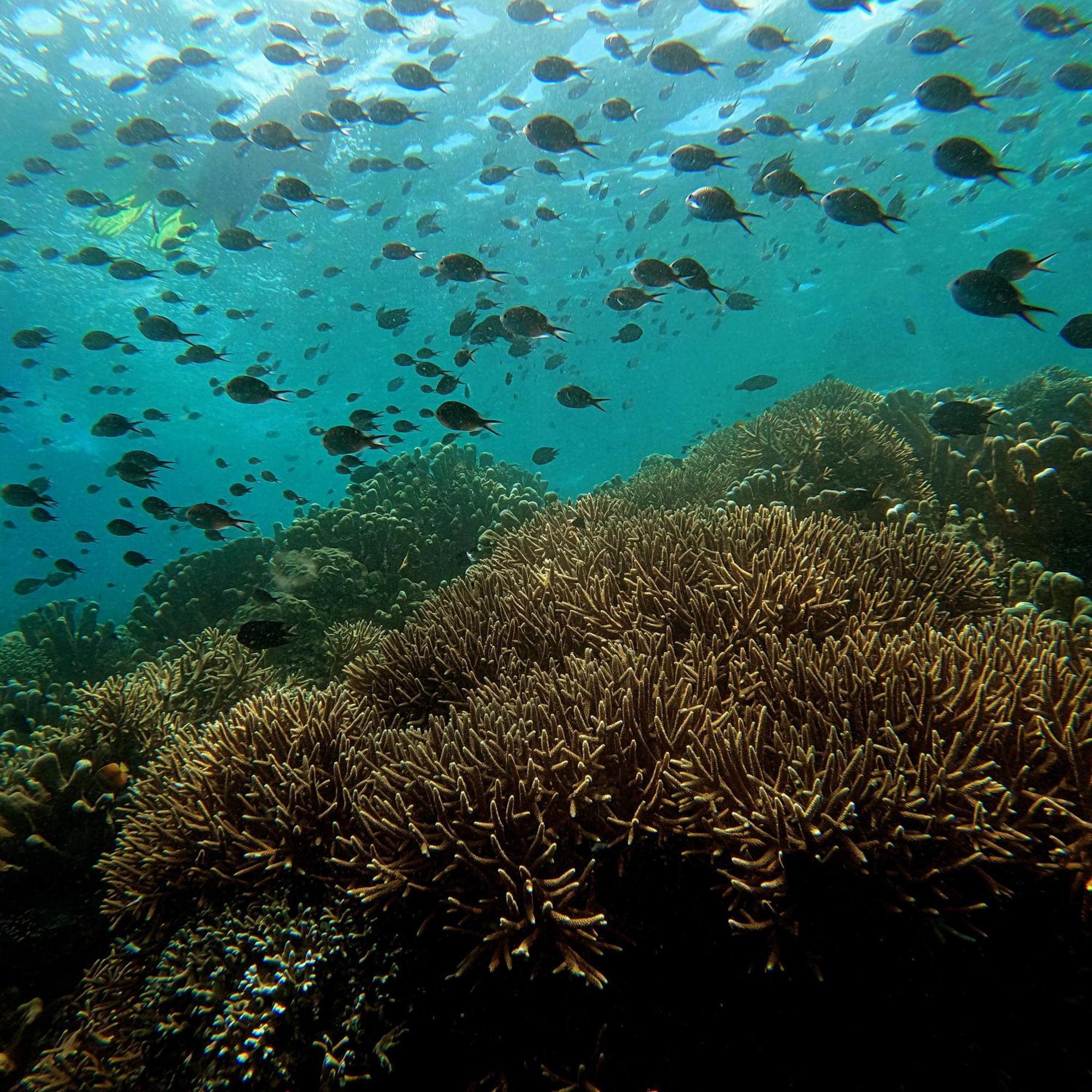 4 Sisters Divers Bunaken Dış mekan fotoğraf