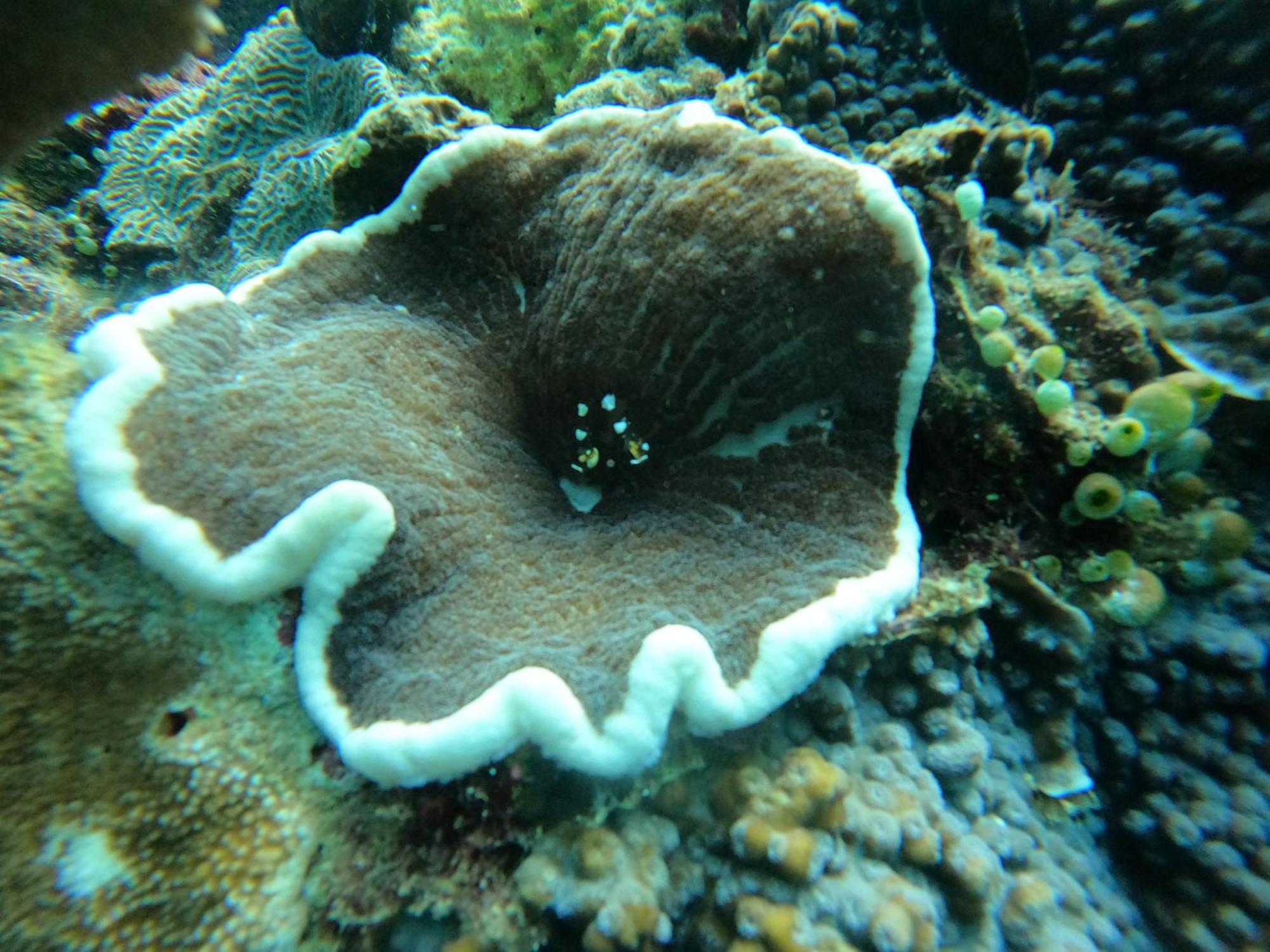 4 Sisters Divers Bunaken Dış mekan fotoğraf