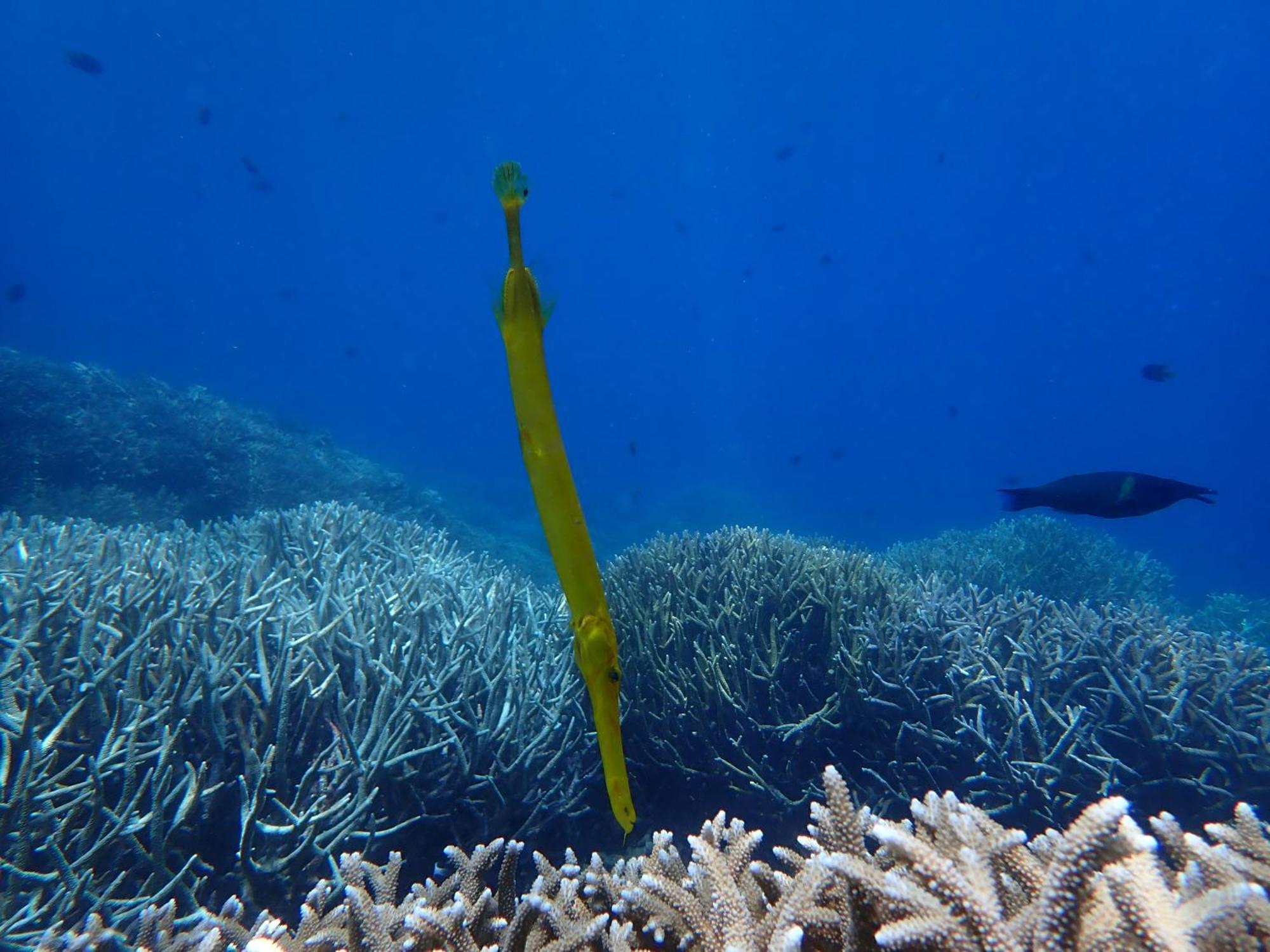 4 Sisters Divers Bunaken Dış mekan fotoğraf