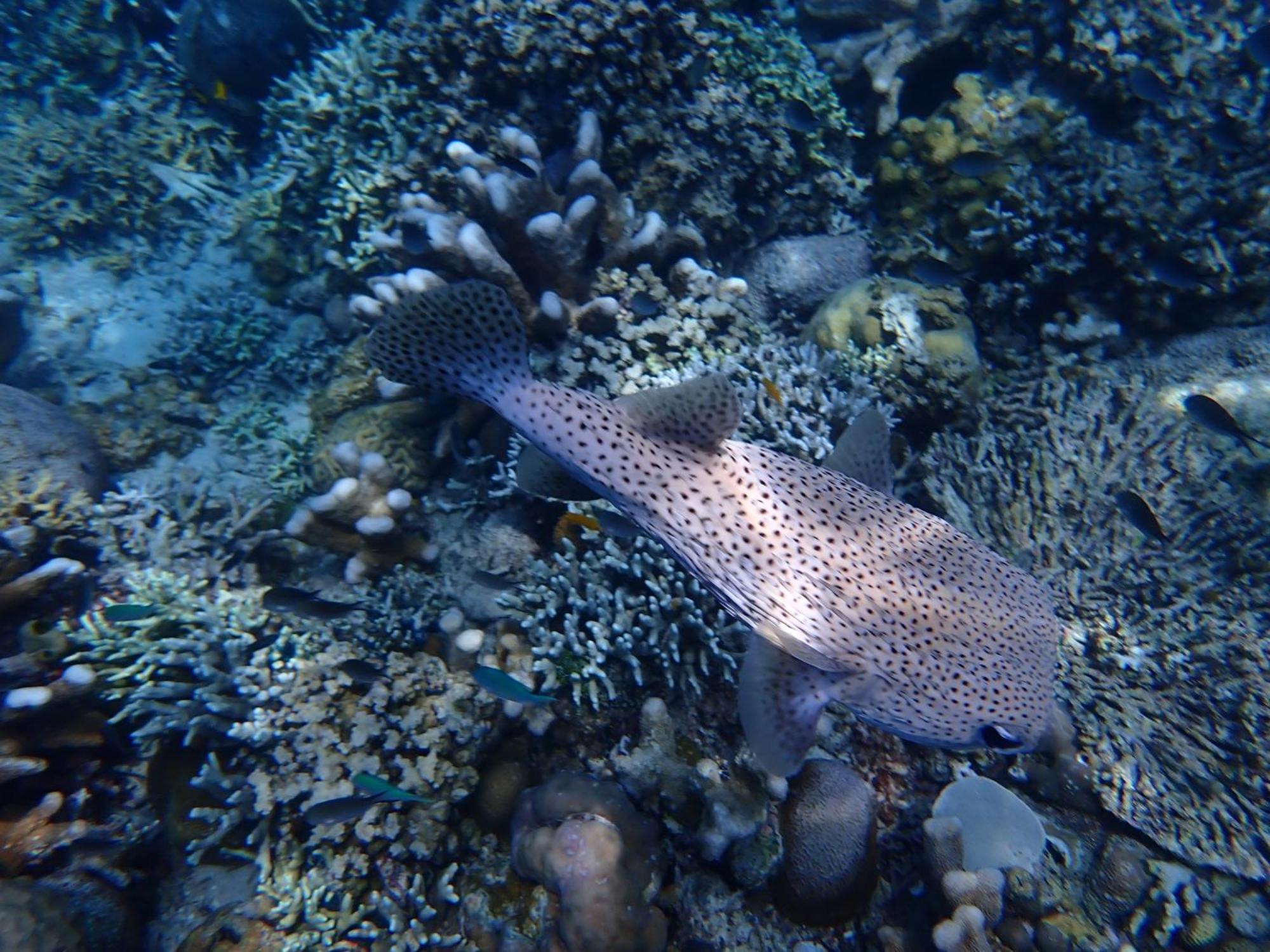 4 Sisters Divers Bunaken Dış mekan fotoğraf